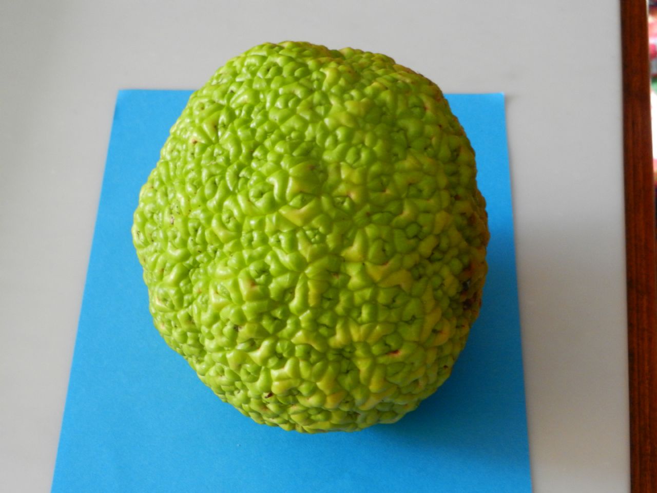 che cosa ? Maclura pomifera